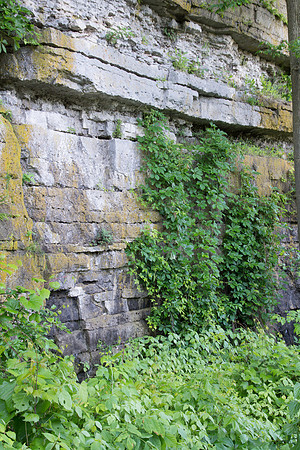 Plants on Rock Cliff