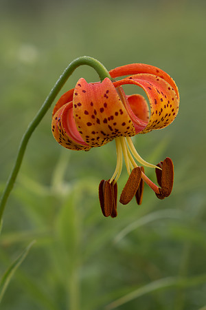 turk's-cap lily Lilium superbum
