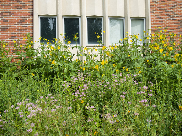 Urban Praire Garden