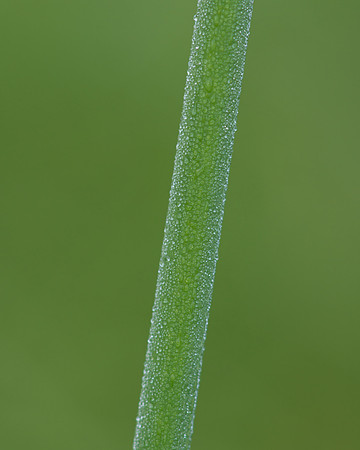 Bulrush Dew Drops