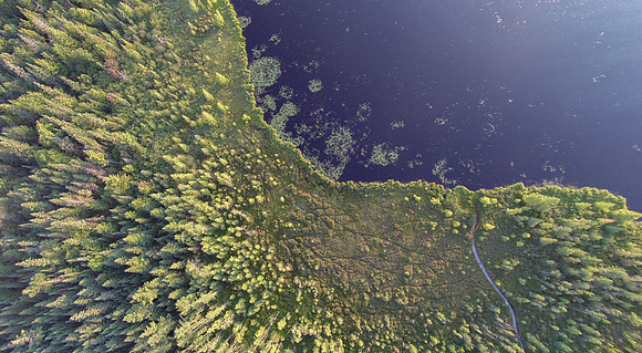 Conifer Bog Lake