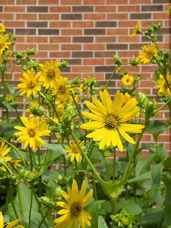 Cup Plant Flower