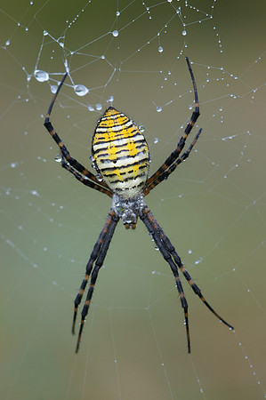 Orb Weaver Spider