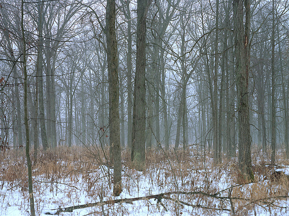 Foggy Swamp