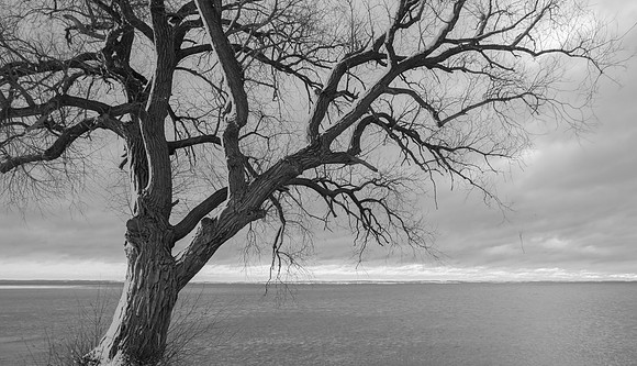 Moody Morning Willow