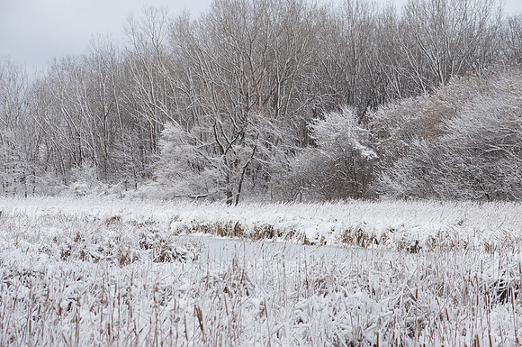 Snowy Marsh