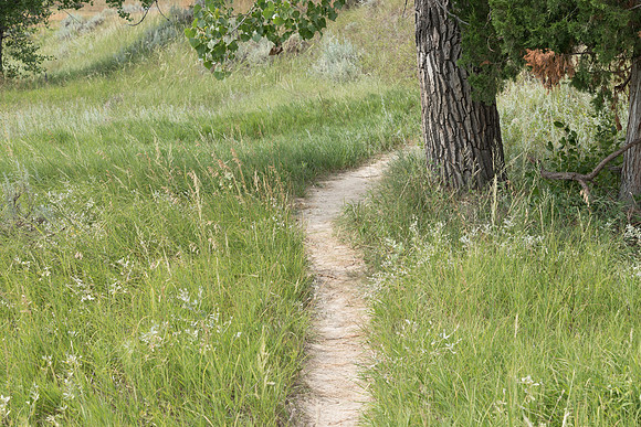 Bison Trail Under Cottonwood Tree H