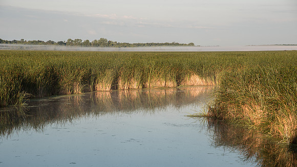 Cattail Marsh Fog