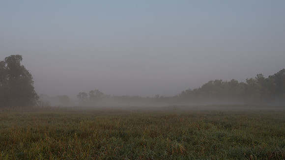 Canarygrass Marsh Fog