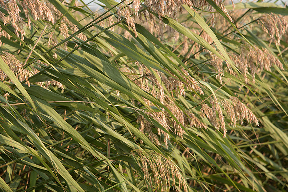 Common Reed Plants