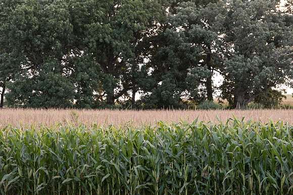 Corn Field and Trees