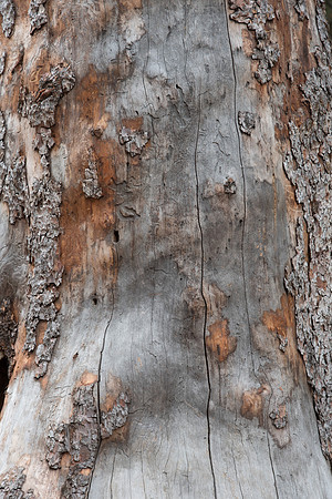 Dead Lodgepole Pine bark and Wood