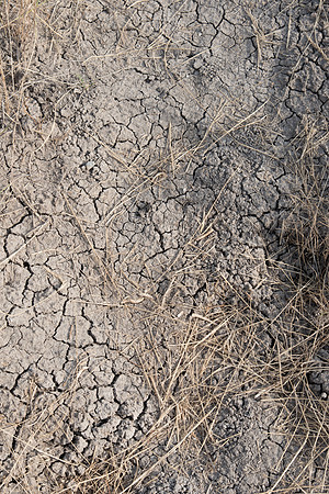 Dry Cracked Soil