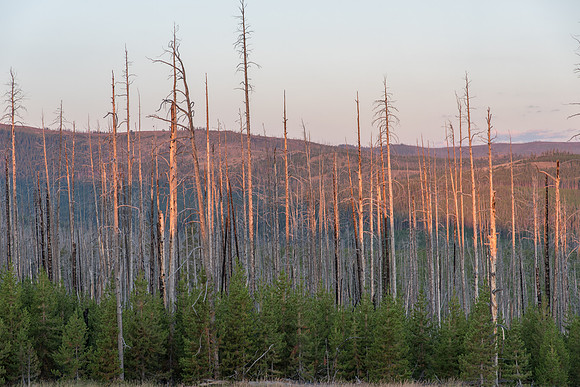 Fired Killed Trees Yellowstone National Park
