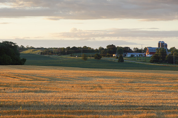 Golden Wheat Farm Morning