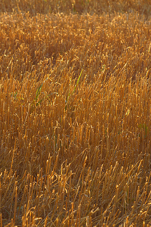 Golden Wheat Straw Stubble