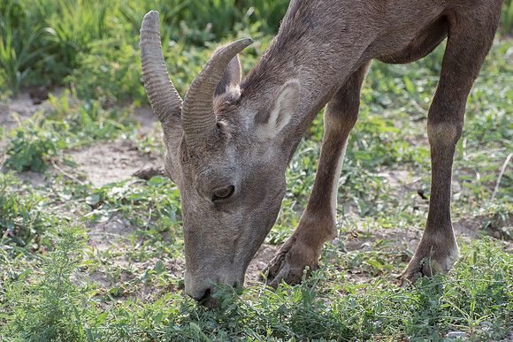 Grazing Bighorn Sheep
