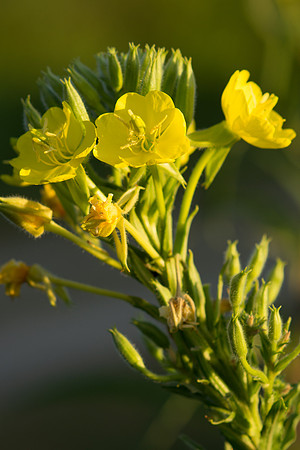 Hairy Evening Primrose Oenothera villosa flower