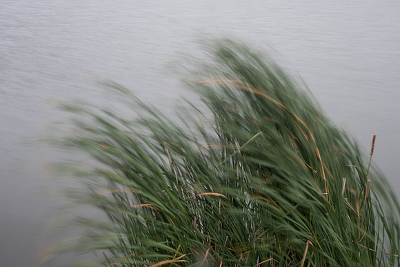 Hybrid Cattail Leaf Blur