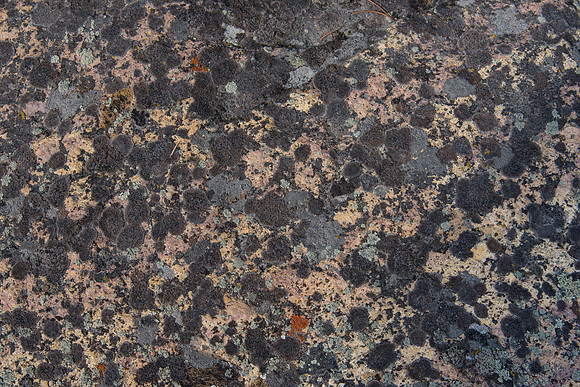 Many Species of Lichen on Rock
