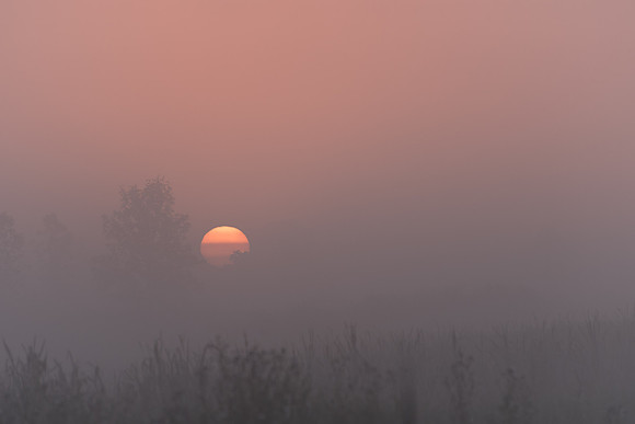 Marsh Fog Sunrise
