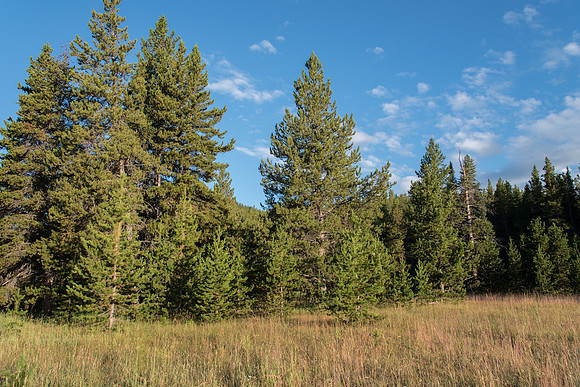 Mountain Meadow Forest Edge