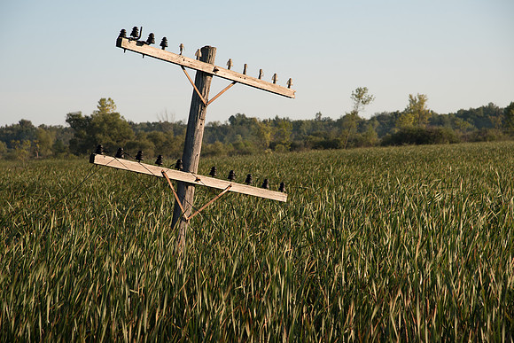 Old Telephone Pole