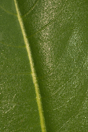 Prairie Dock Leaf Dew Drops