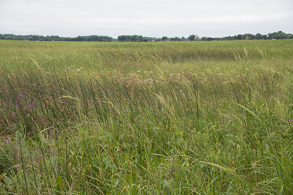 Sedge Meadow Wetland Overcast