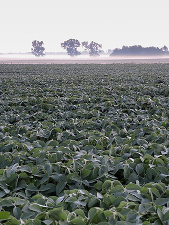 Soybean field in the Morning