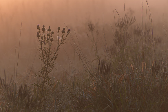 Thistle Fog Orange Glow