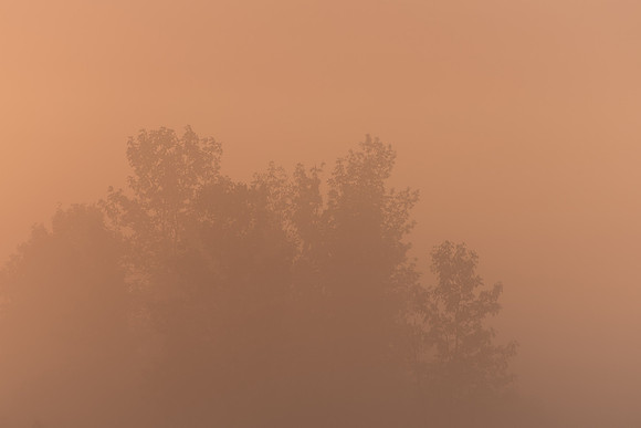 Tree Glowing Orange