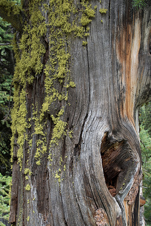 Tree Lichen