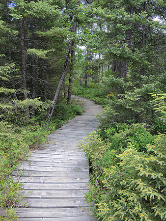 Treed Boardwalk