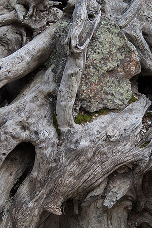 Weathered Tree Roots