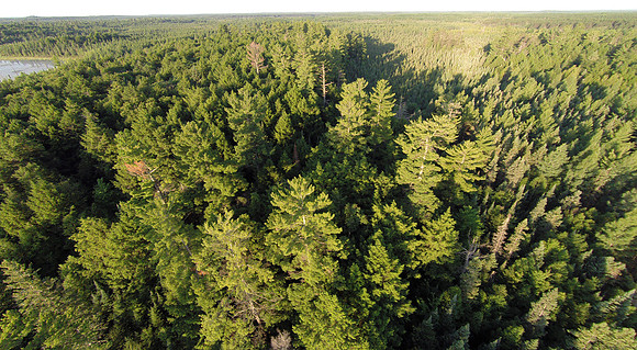 White Pine Aerial