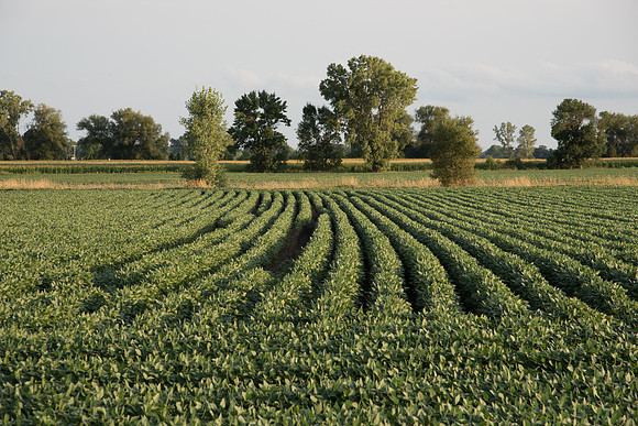 Wisconsin Soybean Field Rows