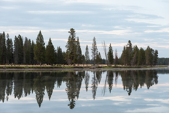 Yellowstone River Tree Reflection