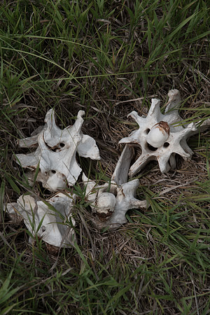 Bison Bones
