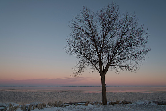 Winter Tree Pastel Sky