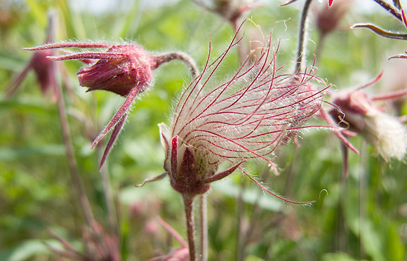 Prairie Smoke Flower