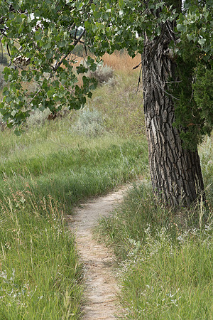 Bison Trail Under Cottonwood Tree