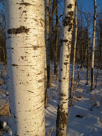 Quaking Aspen Trunks