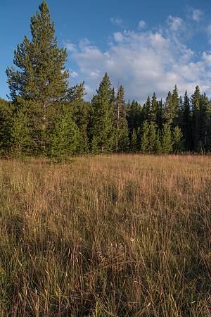 Meadow and Trees