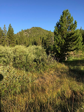 Mountain  Meadow