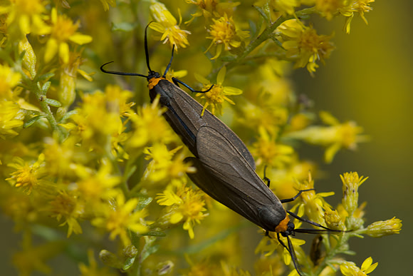 Mating Virginia Ctenucha moths