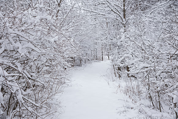 Snowy Trees and Trail
