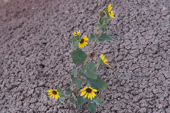 Annual Sunflower on Dry Ground