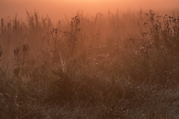 Wetland Plants at Sunrise
