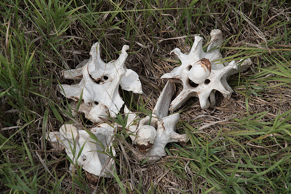 Bison Bones